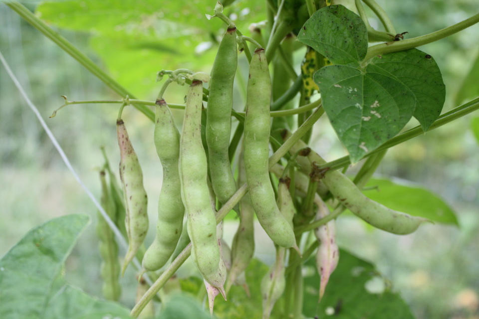 CORNFIELD BEANS: Also known as pole beans, stick beans, and trellis ...